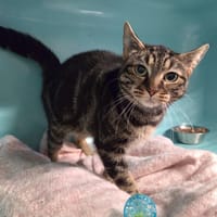 SKANYETTE, chatte à adopter