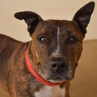 Jenna, chienne à adopter