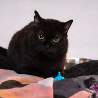 BENGI, chat à adopter
