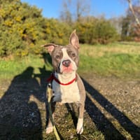 TANIA, chienne à adopter