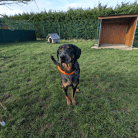 ORKA, chienne à adopter