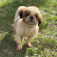 Rebecca CAA14800, chienne à adopter