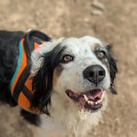 NIKIE, chienne à adopter