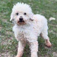 Pin's CAA14807, chien à adopter