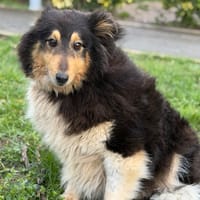 Pampa CAA14796, chienne à adopter