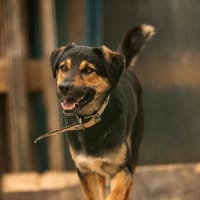 Youri, chien à adopter