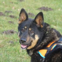 NETA, chienne à adopter