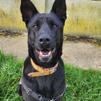 IRIS, chienne à adopter