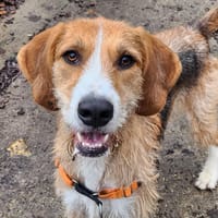 WALTER, chien à adopter