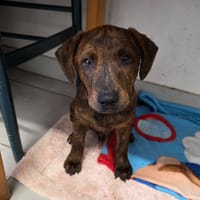 Agraf, chien à adopter