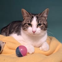 BISOU, chat à adopter