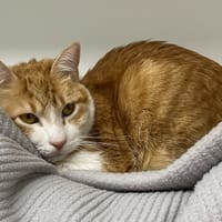 CASSIS (en cours d'adoption), chat à adopter