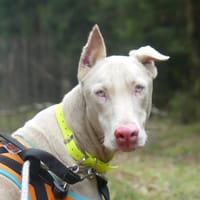 UTAH, chienne à adopter