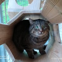 SMARTIES QCT, chat à adopter