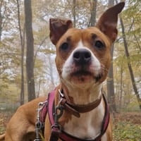 Kayna, chienne à adopter