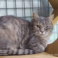 MIRZA QCT, chatte à adopter