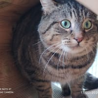 FLAVIEN QCT, chat à adopter