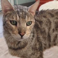 TITI, chat à adopter