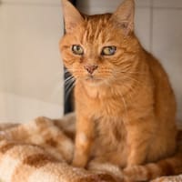 RONRON D'HIVER, chat à adopter