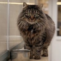 CATWOLF, chat à adopter