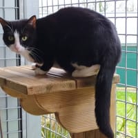 DICKA QCT, chatte à adopter