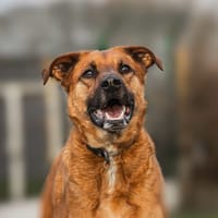 RAPH, chien à adopter