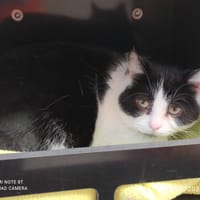 NEUTROGENA QCT, chatte à adopter