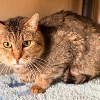 RALPH, chat à adopter