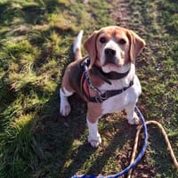 PACO, chien à adopter