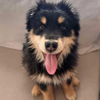 Racuch, pies do adopcji