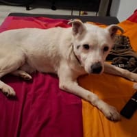 Meweusz, pies do adopcji