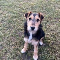 Kocanka, suczka do adopcji