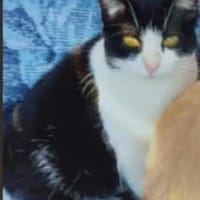 Vénus, chatte à adopter