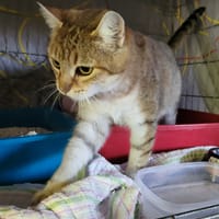 Freija, chatte à adopter