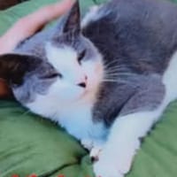 Violette, chatte à adopter