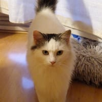 Shy, chatte à adopter