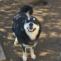 Dana, chienne à adopter