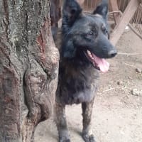 Lady, chienne à adopter