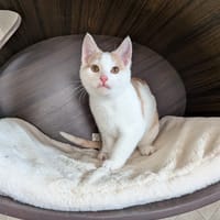 Doc, katers ter adoptie