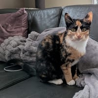 Aagje, poezen ter adoptie