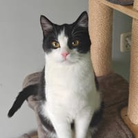 Lars, katers ter adoptie