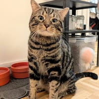 Tigrou, chat à adopter