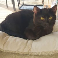 NEKO, chat à adopter