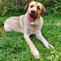 Mancho, Hund zur Adoption