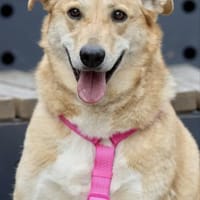 Lucy,  sanft und freundlich, Hündin zur Adoption