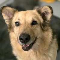 Liebevolle Alicia sucht ihre Familie, Hündin zur Adoption