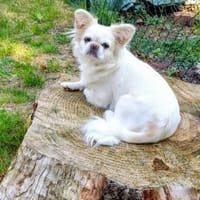 Kleine Pauline sucht ihr neues Zuhause, Hündin zur Adoption