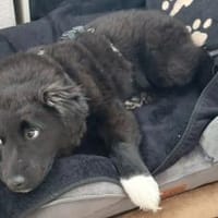 Süßer Baxter will mit dir durchstarten, Hund zur Adoption