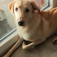 Naila sucht ruhiges Zuhause🐾, Hündin zur Adoption