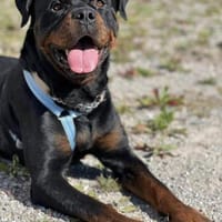 Chicco, freundlich, Hund zur Adoption